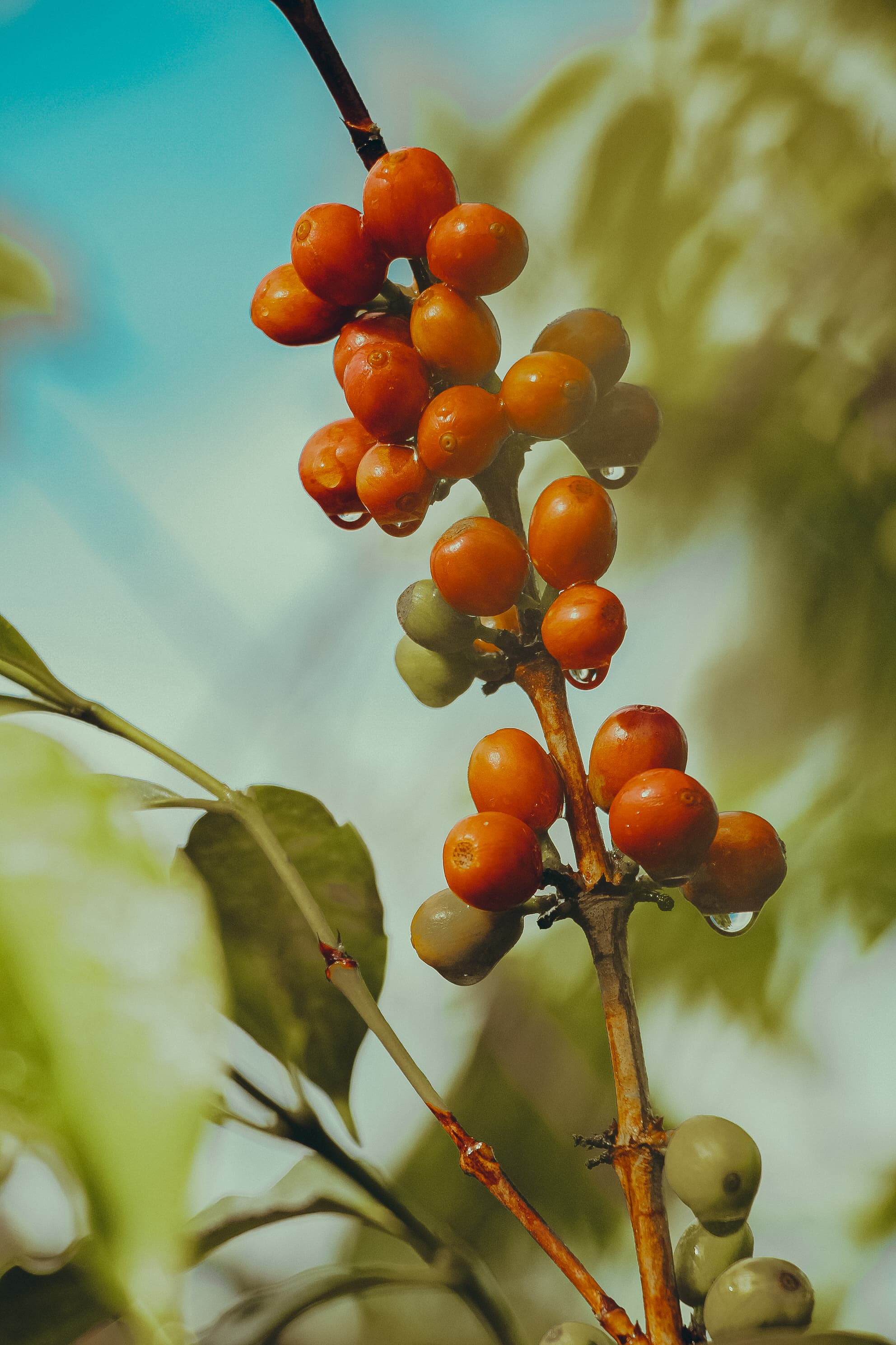 Coffee cherries and leaves in Ngozi, Burundi.