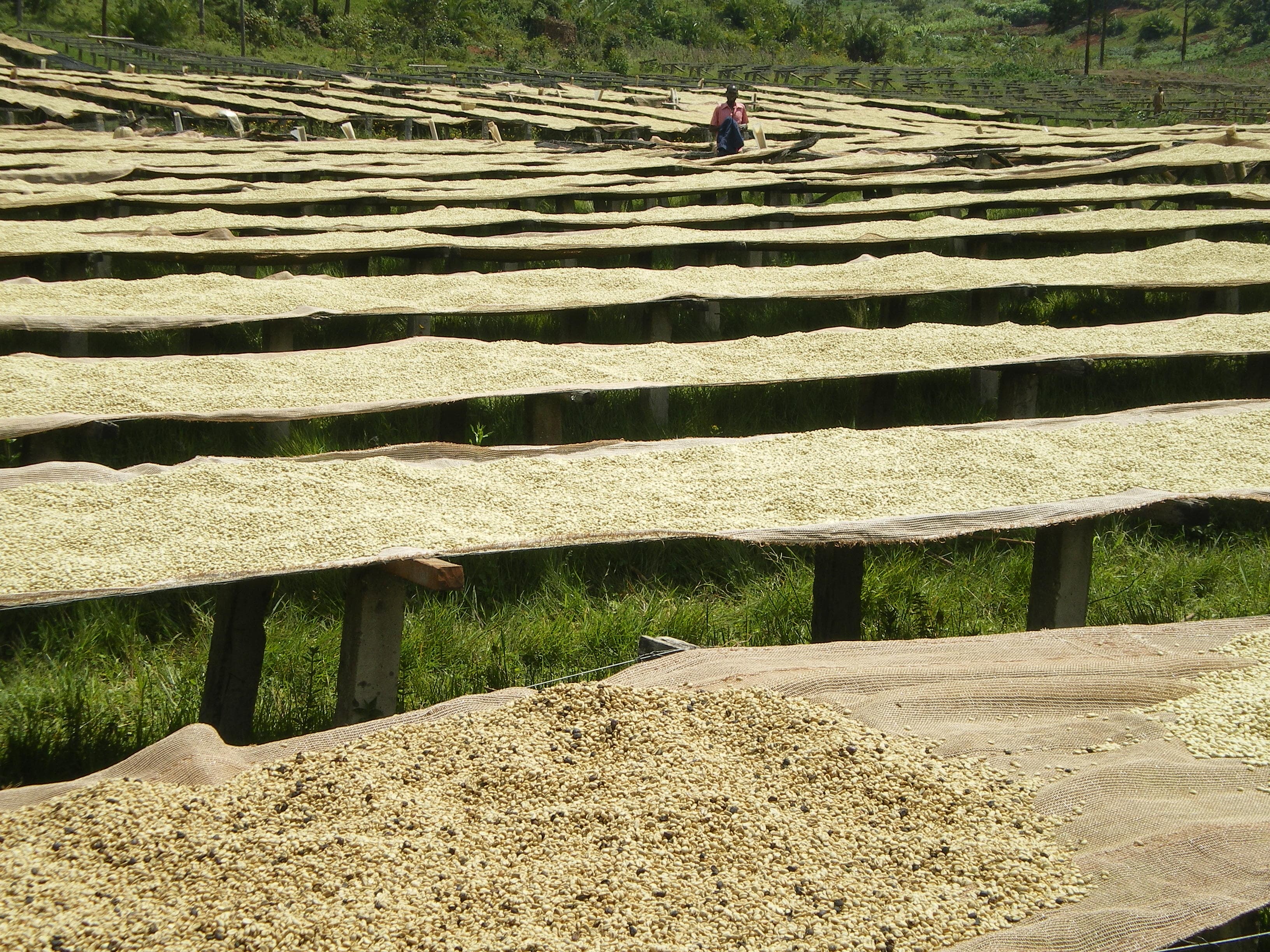 Coffee processing landscape in Kayanza, Burundi.