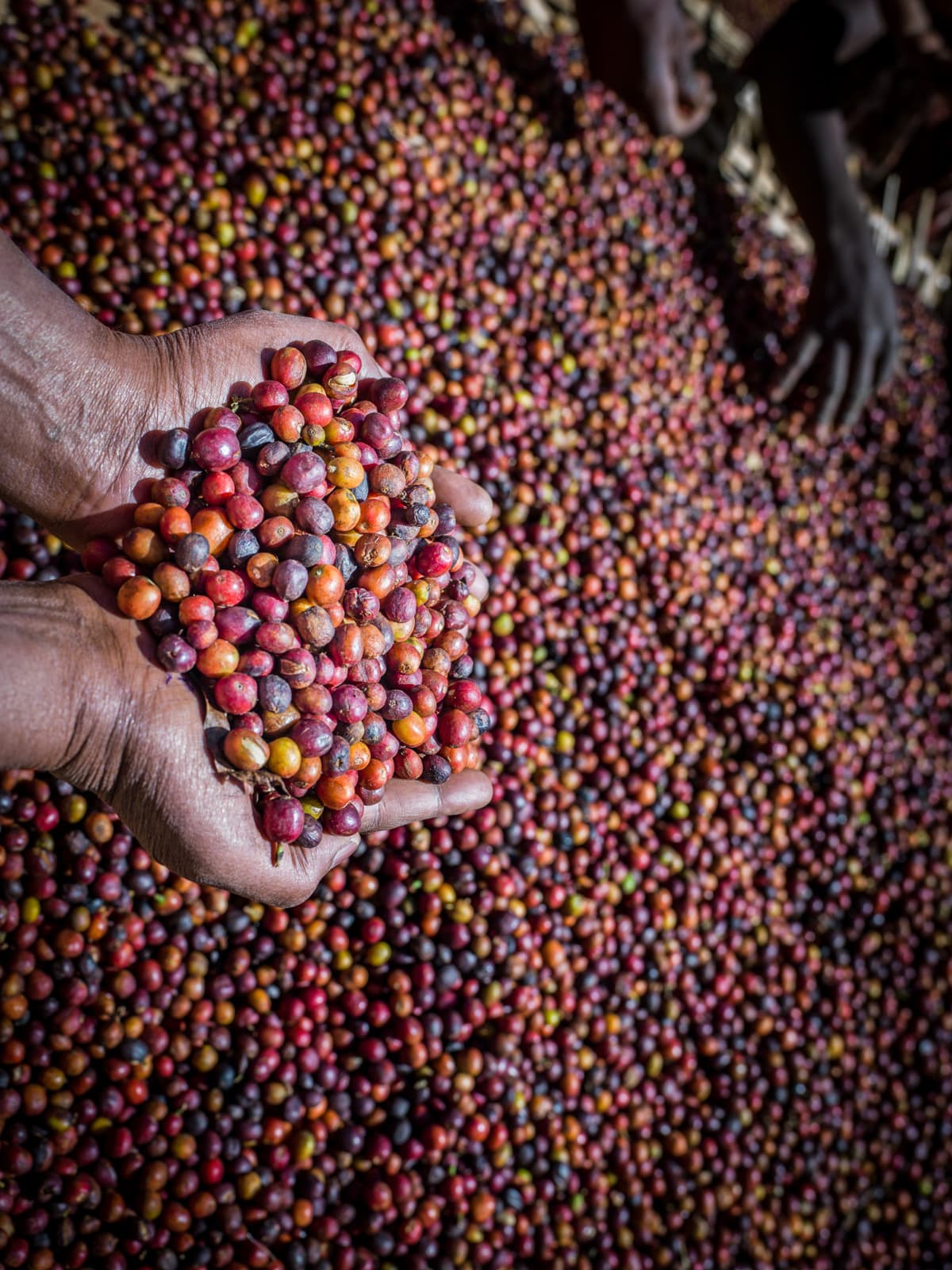 A coffee worker examining beans during sorting near Hawassa, Ethiopia.