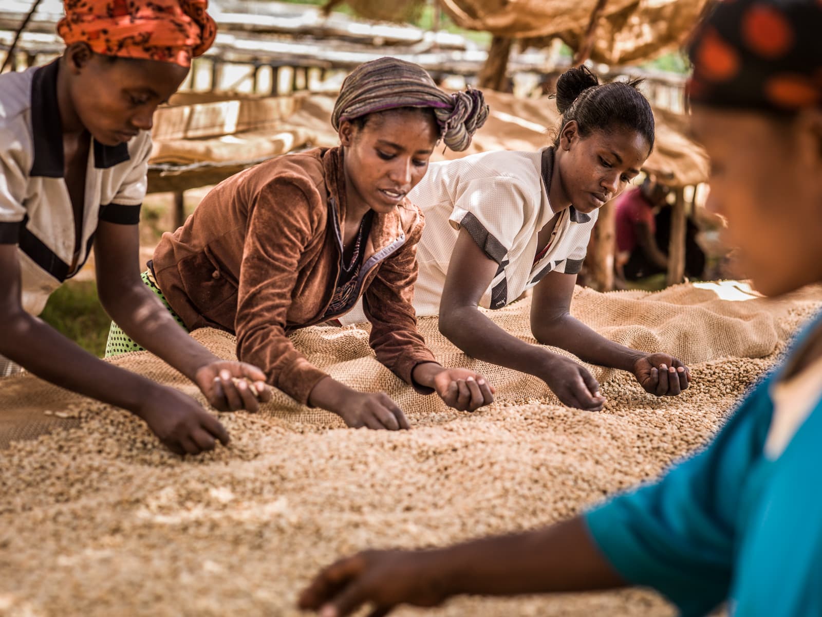 Workers sorting coffee beans by size in Hawassa, Ethiopia.