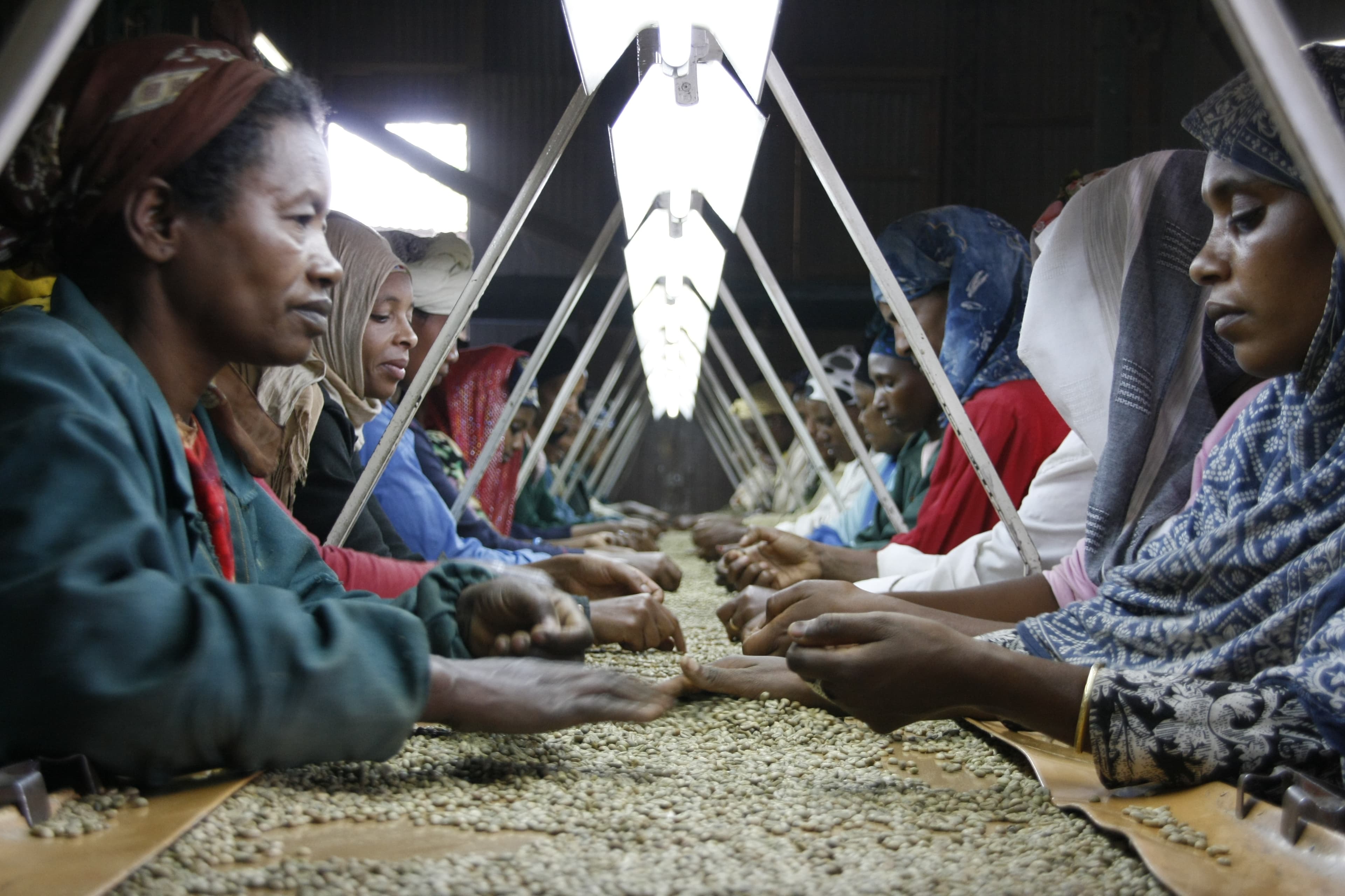 Coffee beans being sifted during quality sorting in Ethiopia.