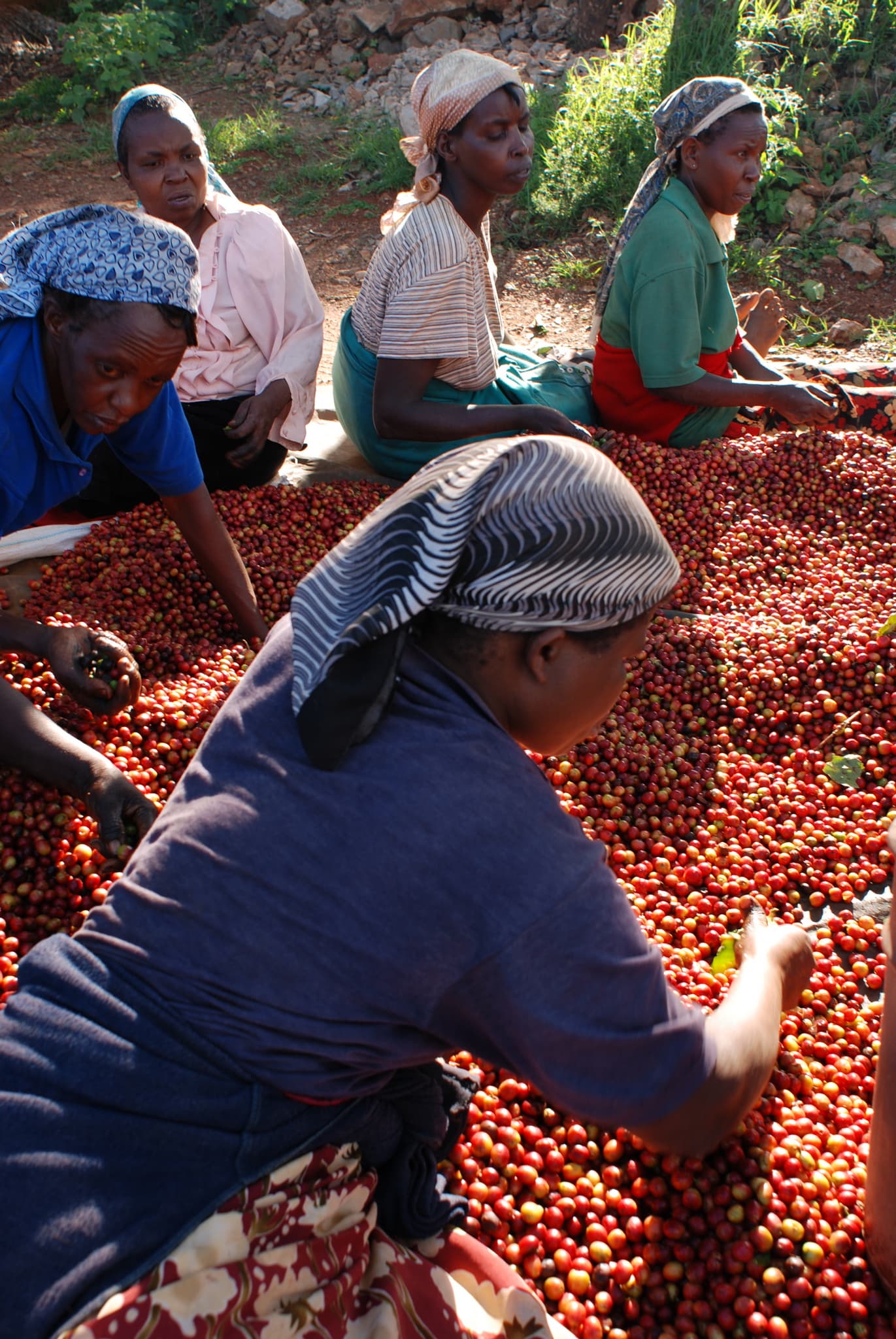Farmers sorting coffee cherries in Kenya.