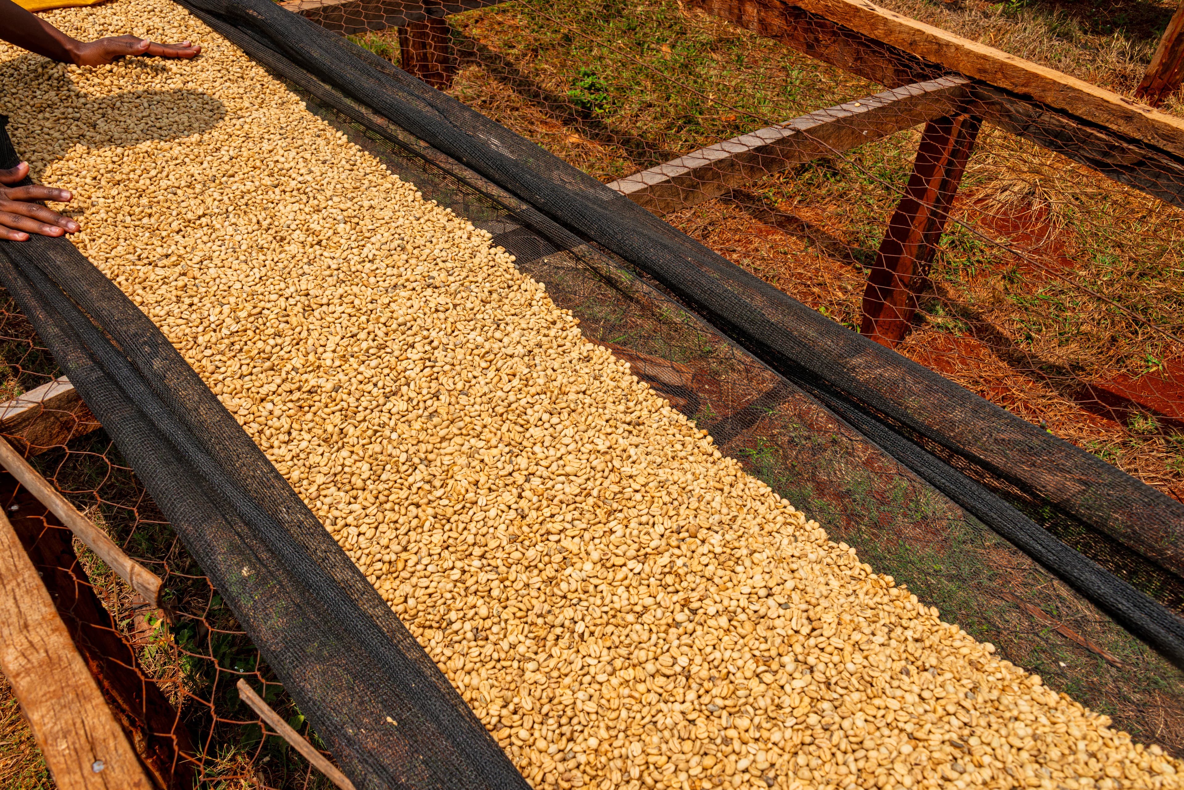 Coffee beans drying on raised racks at Fairview Estate in Kiambu, Kenya.