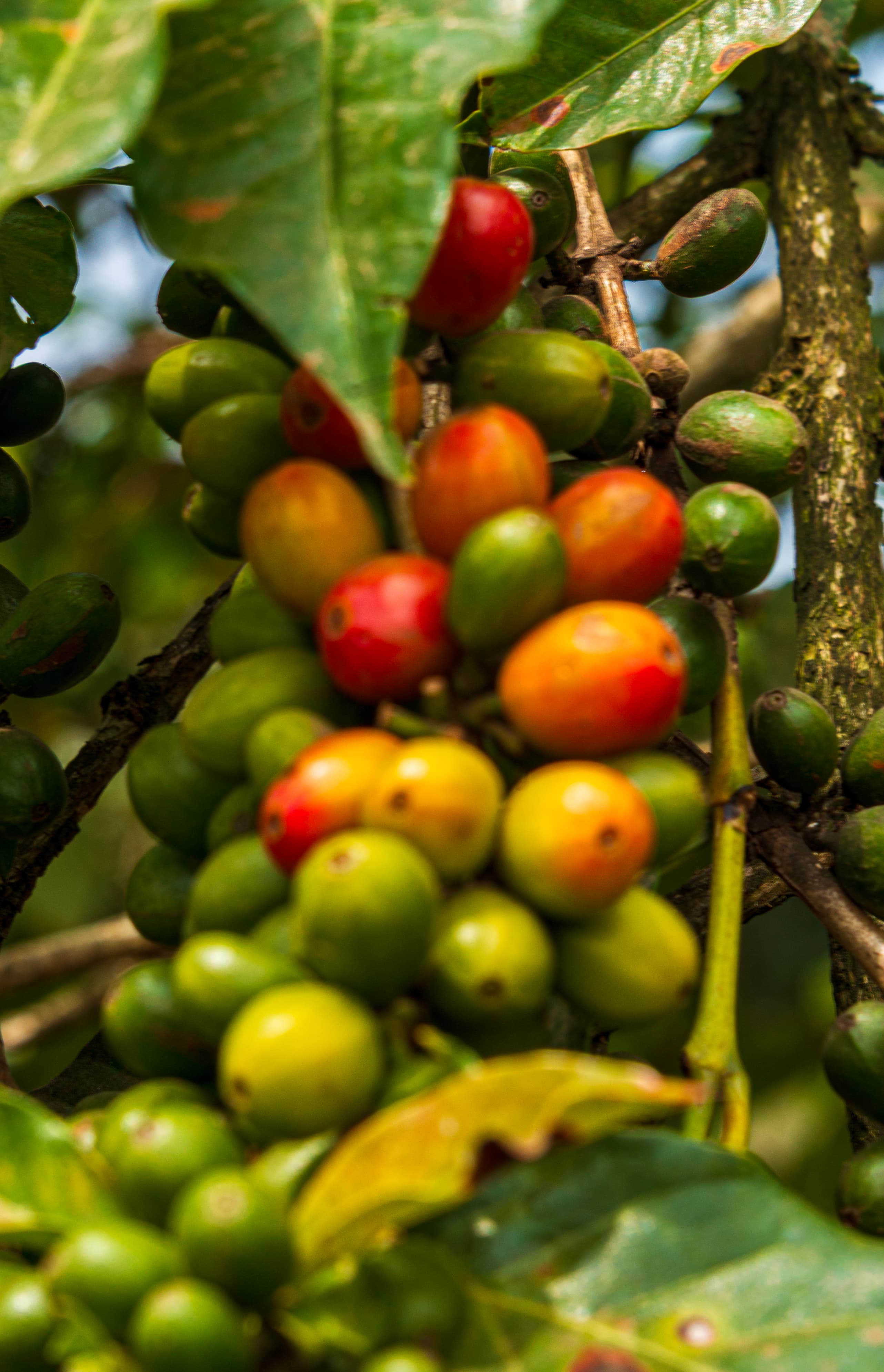 Ripe coffee cherries on a plant at Fairview Estate in Kiambu, Kenya.