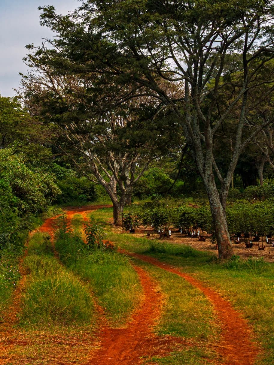 A red earth track between coffee trees at Fairview Estate in Kiambu, Kenya.