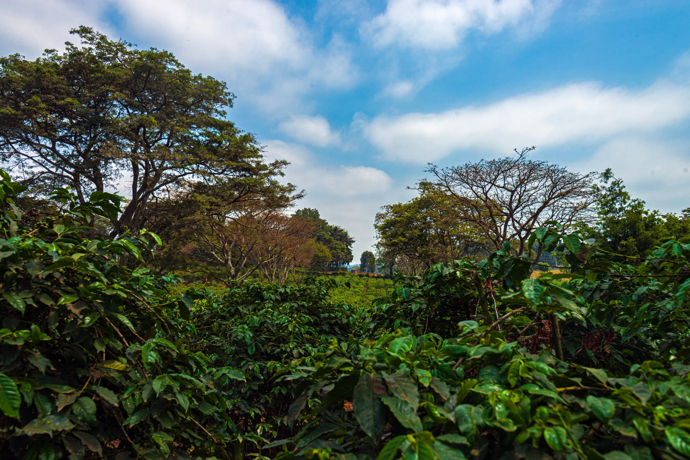 View across coffee fields at Fairview Estate in Kiambu, Kenya.