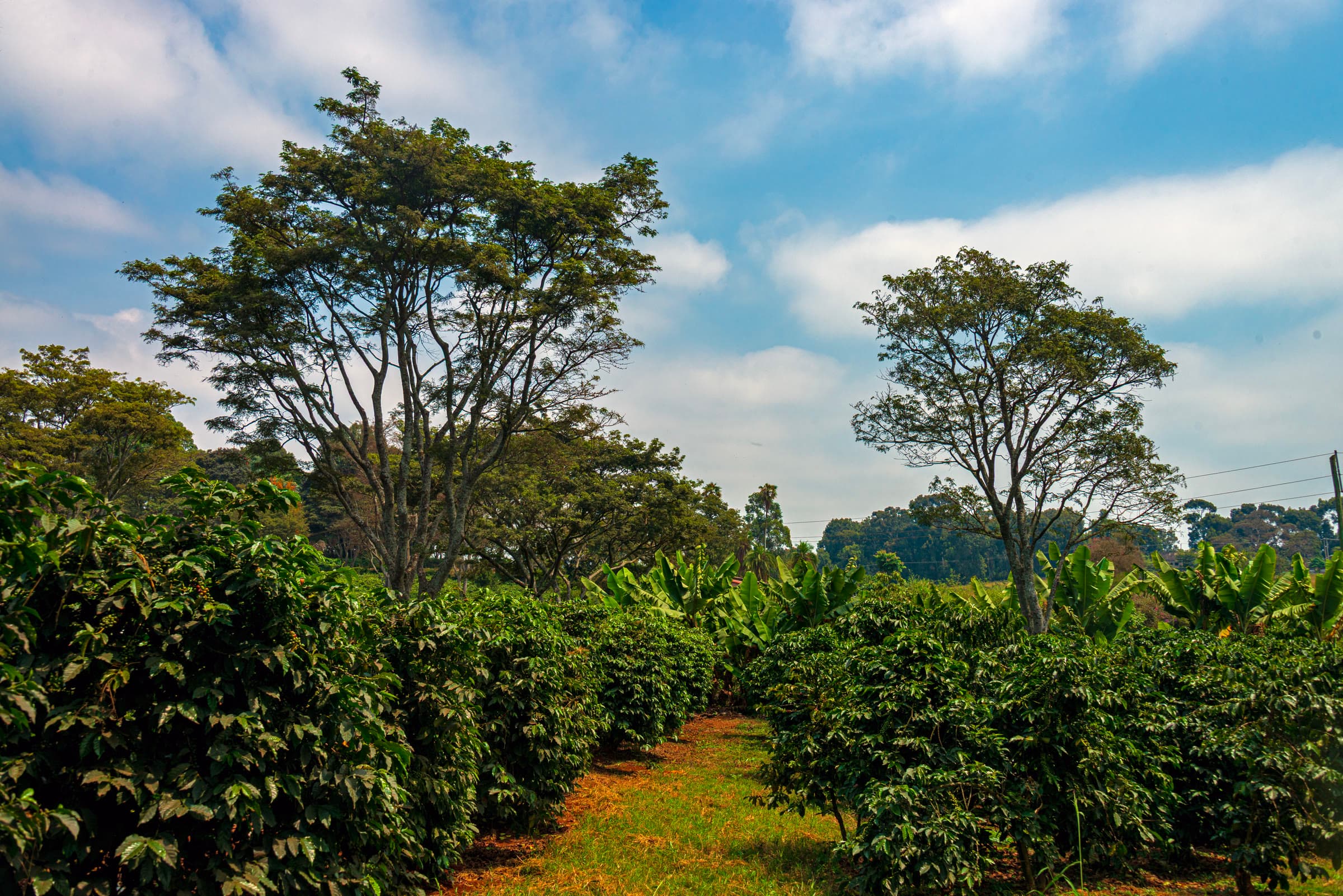 Coffee bushes, trees, and palms at Fairview Estate in Kiambu, Kenya.