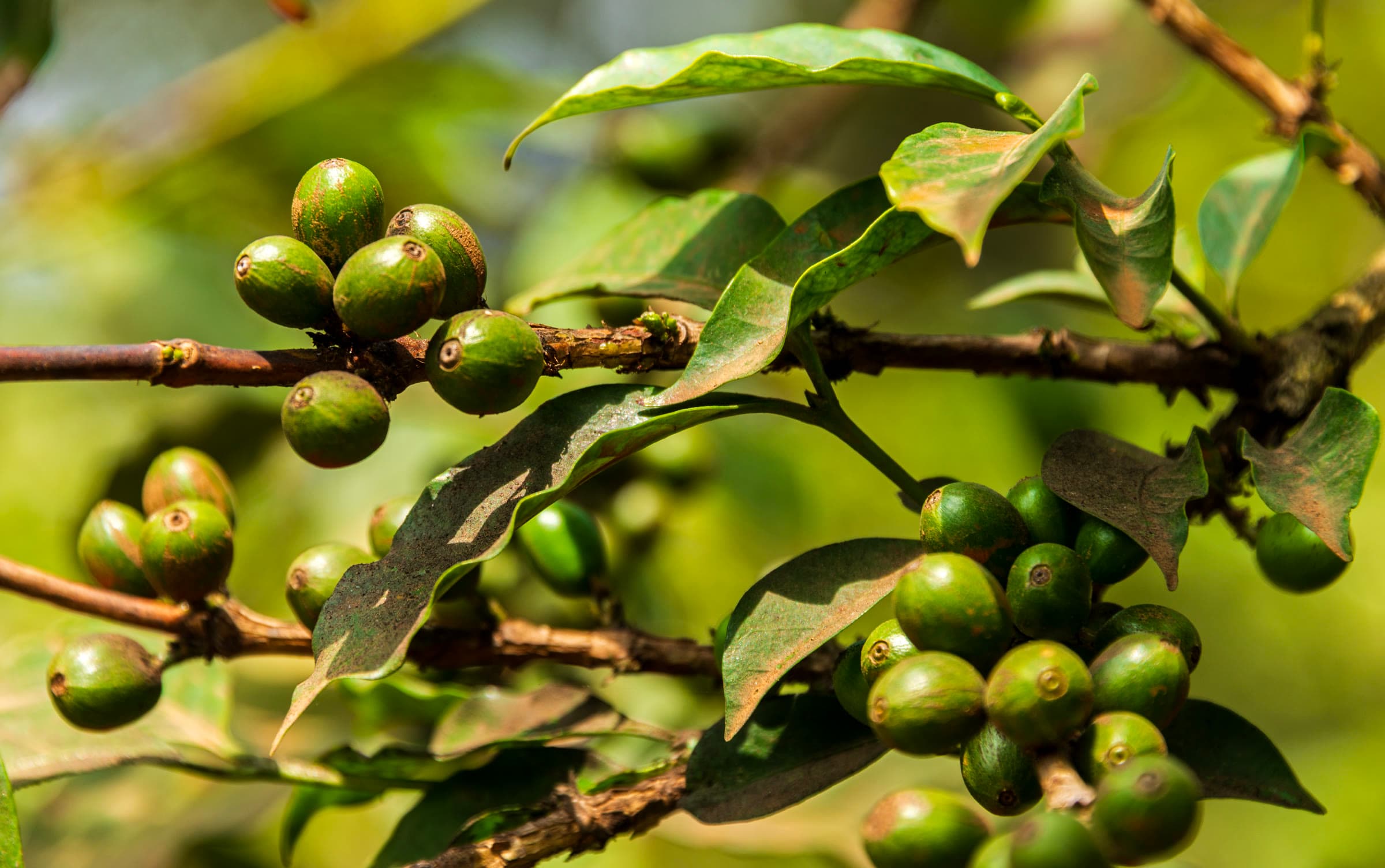 Unripe coffee berries on plants at Fairview Estate in Kiambu, Kenya.