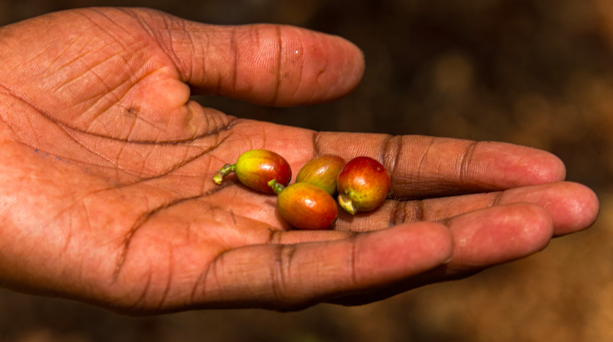 A hand holding coffee cherries at Fairview Estate in Kiambu, Kenya.