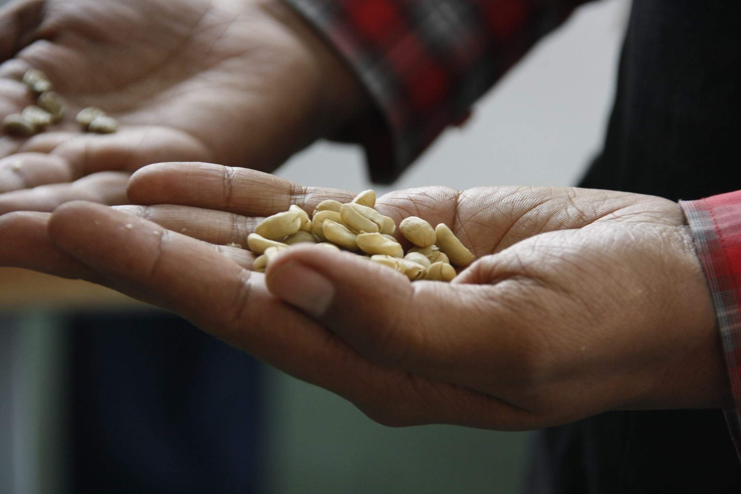 Hands inspecting raw coffee beans at an Ethiopia Commodity Exchange and Awassa-associated quality check.