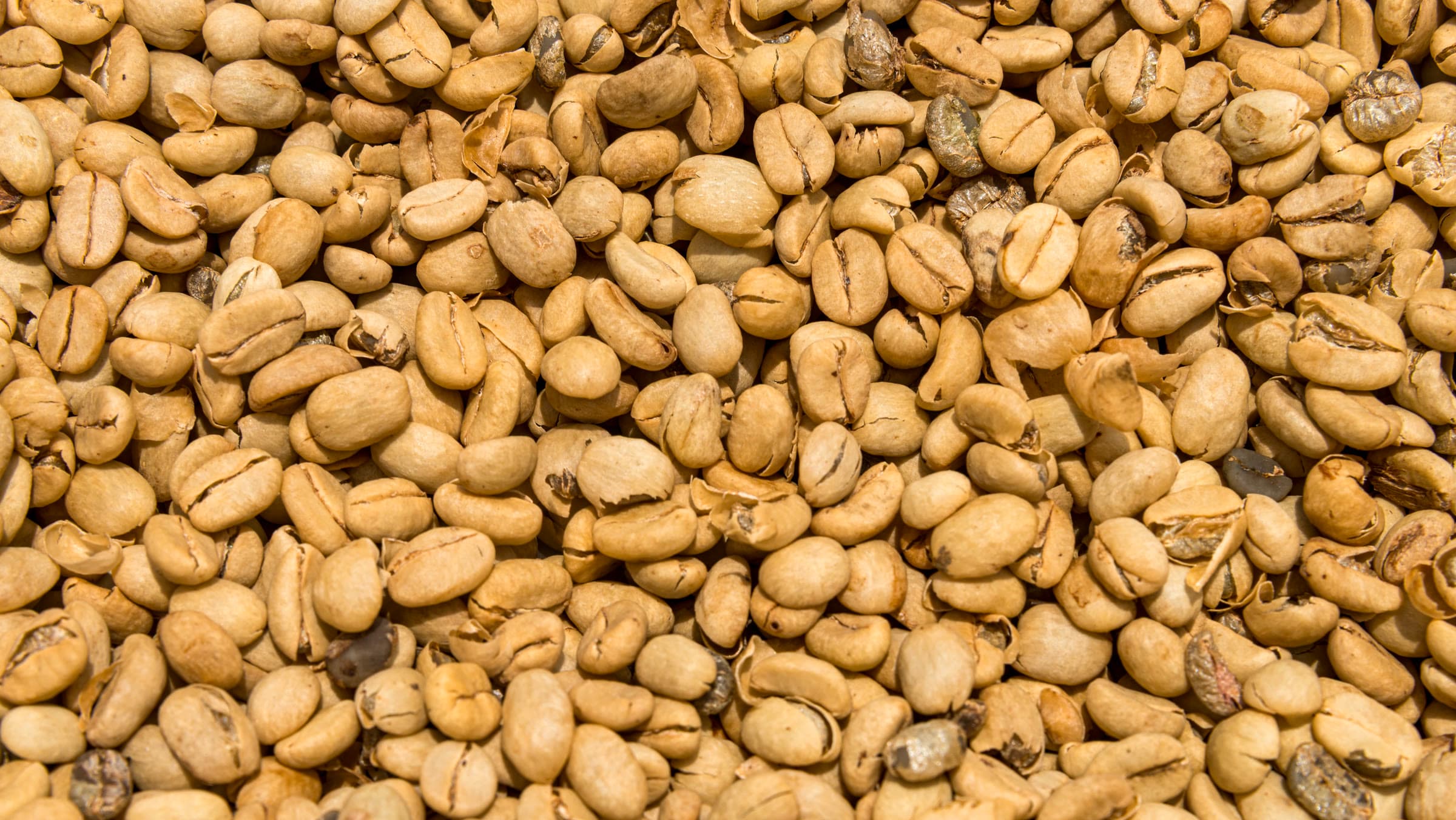 Coffee beans drying in a close texture view at Fairview Estate in Kiambu, Kenya.